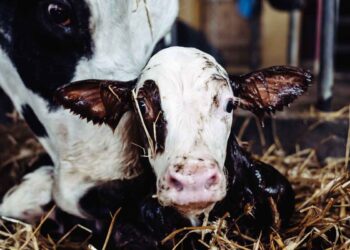 Buzağının Akciğerine Kaçan Yavru Suları