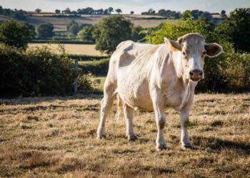 İneklerde Stres ve Topallık