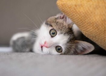 Kedilerde Albendazol: Genel Bakış, Dozaj ve Yan Etkileri