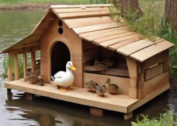 Ördekler İçin Barınak