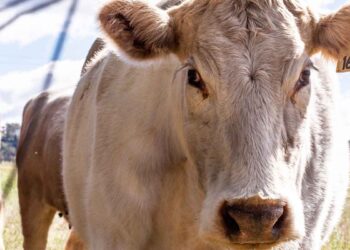 Çiftlik Hayvanlarında Sarkokistler