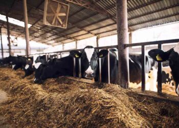 Süt Sığırcılığında Barınaklar