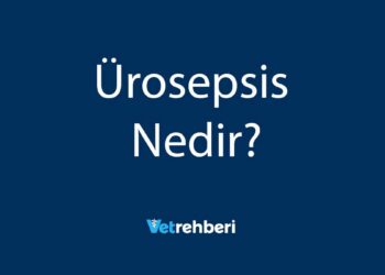 Ürosepsis Nedir?