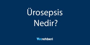 Ürosepsis Nedir?