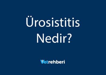 Ürosistitis Nedir?