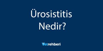 Ürosistitis Nedir?