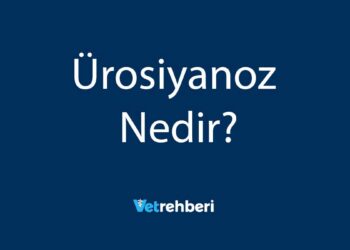 Ürosiyanoz Nedir?