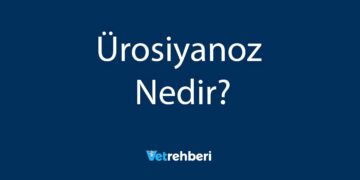 Ürosiyanoz Nedir?
