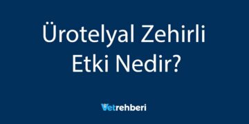Ürotelyal Zehirli Etki Nedir?