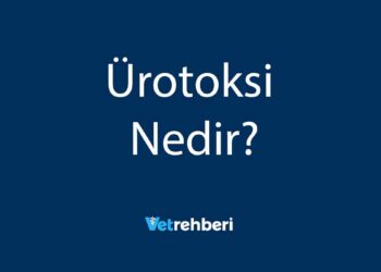 Ürotoksi Nedir?