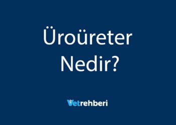 Üroüreter Nedir?