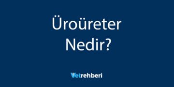 Üroüreter Nedir?