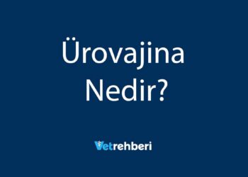 Ürovajina Nedir?