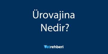 Ürovajina Nedir?