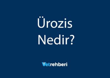 Ürozis Nedir?