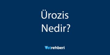 Ürozis Nedir?