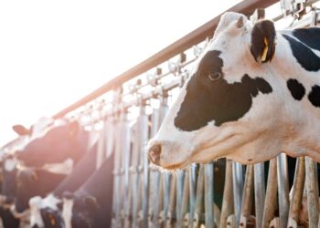 Sığırlarda Karaciğer Apseleri