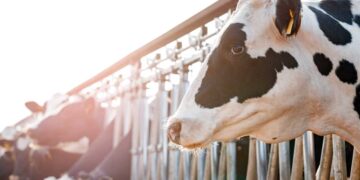 Sığırlarda Karaciğer Apseleri