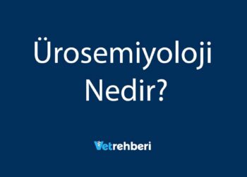 Ürosemiyoloji Nedir?