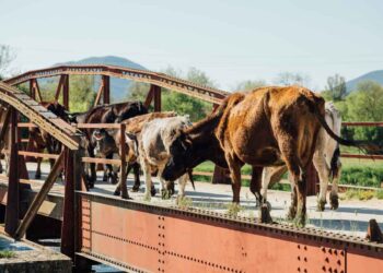 2025 Yılı Başında Türkiye Hayvancılığının Durumu ve Sorunları