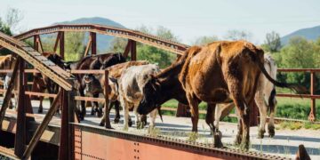 2025 Yılı Başında Türkiye Hayvancılığının Durumu ve Sorunları