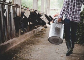 İneklerde Ani Süt Düşmesi