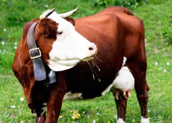 İneklerin Plastik Hastalığı