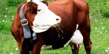 İneklerin Plastik Hastalığı