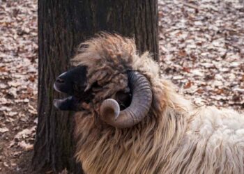 Koçlarda İdrar Taşları