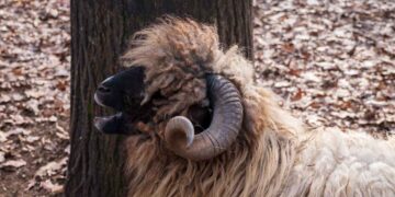 Koçlarda İdrar Taşları