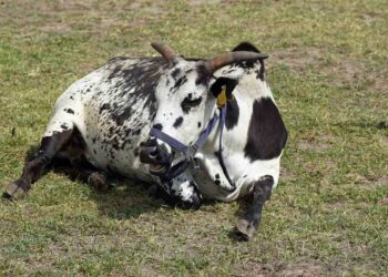 Çiftlik Hayvanlarında Çayır Şişkinliği