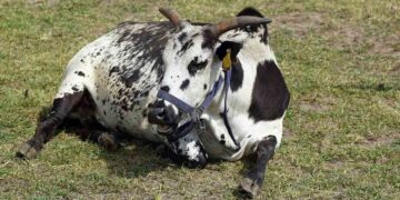 Çiftlik Hayvanlarında Çayır Şişkinliği