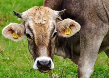 Çiftlik Hayvanlarında Beyin Ödemi