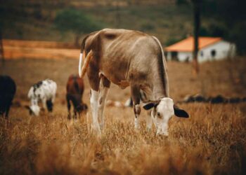 Sığırlarda Kene Hastalıkları