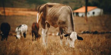 Sığırlarda Kene Hastalıkları