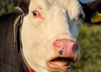 Sığırlarda Sık Soluma