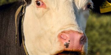 Sığırlarda Sık Soluma