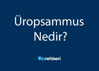 Üropsammus Nedir?