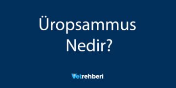 Üropsammus Nedir?