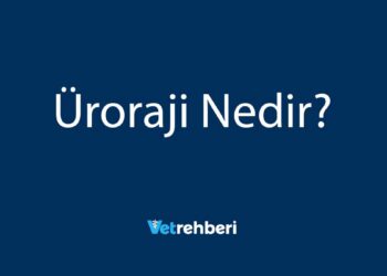 Üroraji Nedir?