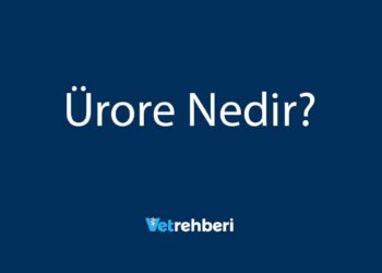Ürore Nedir?