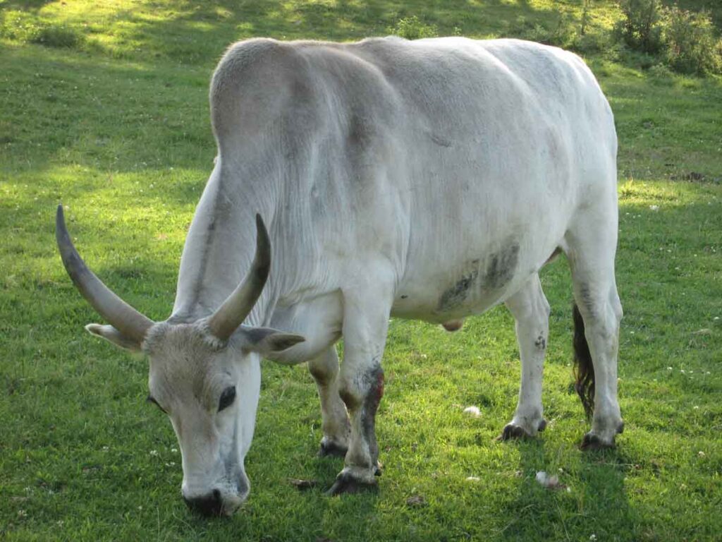 Zebu Sığırı