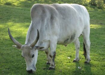 Zebu Sığırı