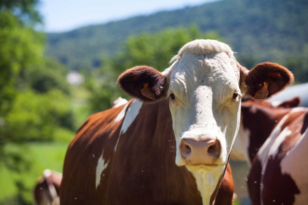 İneklerde Lenf Yumruları Neden Şişer?