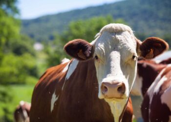 İneklerde Lenf Yumruları Neden Şişer?