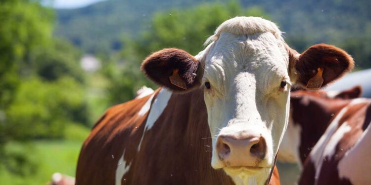 İneklerde Lenf Yumruları Neden Şişer?