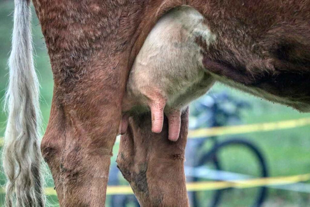 İneklerde Zorlu Mastitis Vakaları
