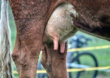 İneklerde Zorlu Mastitis Vakaları