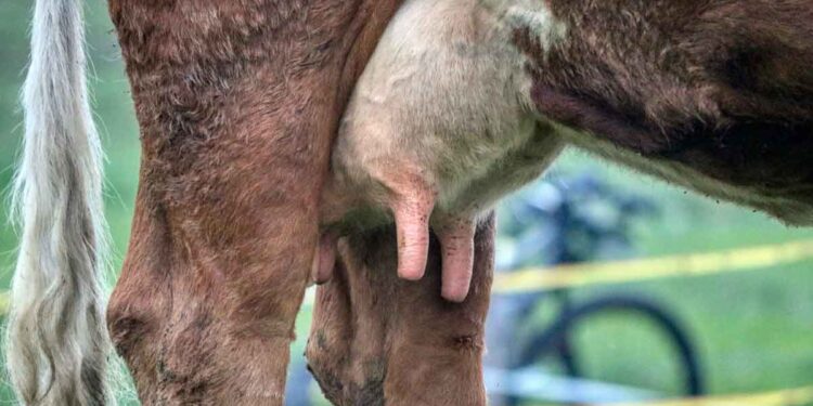 İneklerde Zorlu Mastitis Vakaları