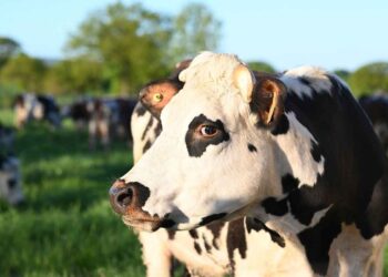 İneklerin İnaktif Yumurtalık Sorunu